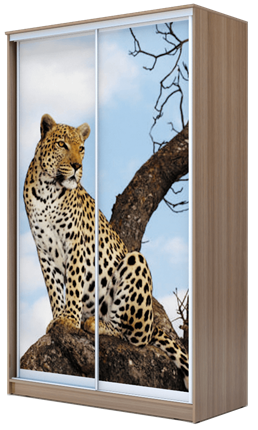 Шкаф 2400х1200х620, Леопард ХИТ 24-12-77-04 Ясень Шимо Темный в Петрозаводске - изображение