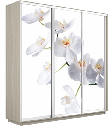 Шкаф Экспресс 2400х600х2400, Орхидея белая/шимо светлый в Петрозаводске - изображение